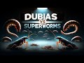 Dubia Roaches vs Superworms - Which is the best for your bearded dragon?