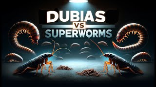 Dubia Roaches vs Superworms - Which is the best for your bearded dragon?