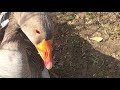 Rufus the goose in 2017