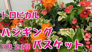 トロピカルなハンギングバスケット黙々と作ります残り10個