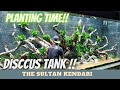 Proses planting tanaman aquascape di big tank sultan kendari part 3