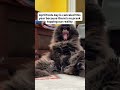 Fur real! #cats #cat #catlover #catlovers #catsofinstagram