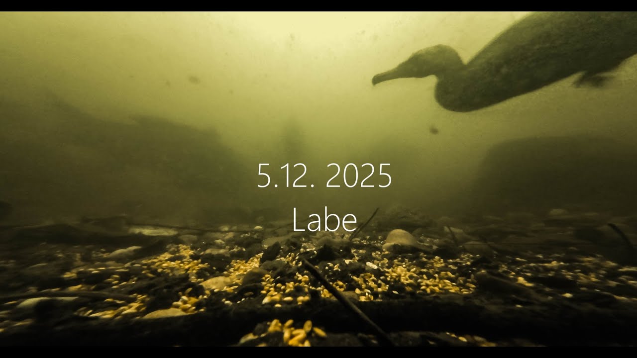5.12. 2025 Labe pod hladinou, útok kormorána