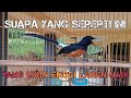 murai batu gacor suaranya bikin murai batu bahan ikut bunyi