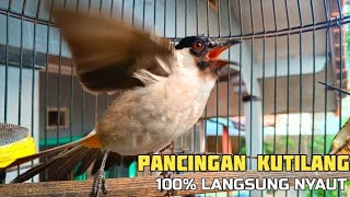 Download lagu kutilang gacor TARUNG buat pancingan kutilang agar bunyi jadikan burung kutilang gacor