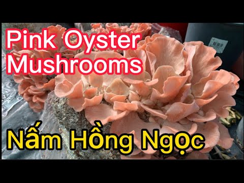 Aussie Mushroom / Growing Mushrooms At Home