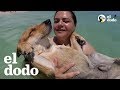 Perrito callejero ama su nueva vida | El Dodo