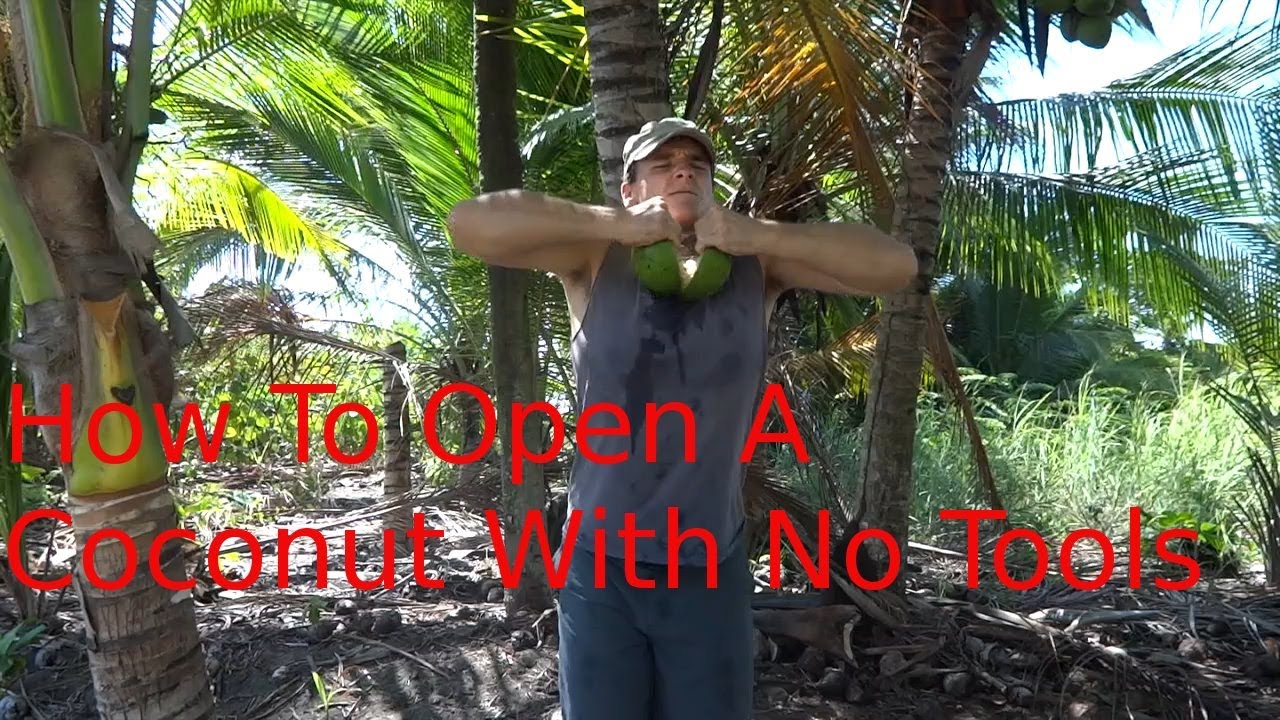 How To Open A Coconut Without Tools