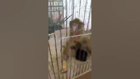 Макака магот