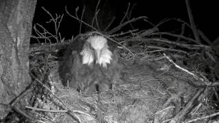 Decorah Eagles-Mom Lay's Her First Egg Of The Season 2\/20\/17