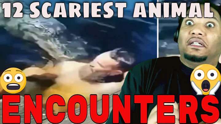 12 Scariest animal encounters caught on camera reaction