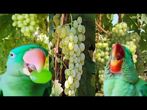 Video: Kan alexandrine papegojor äta vindruvor?