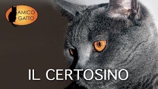 IL CERTOSINO trailer documentario