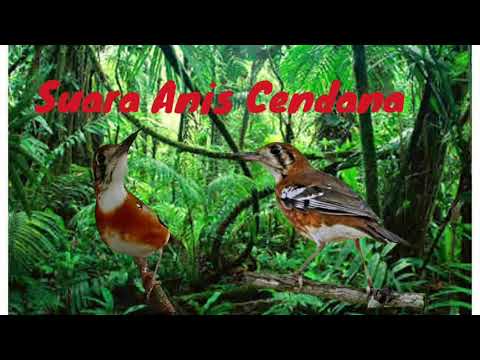 Suara Anis Cendana dan Terapi Air