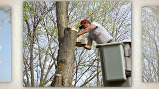 Tree Service Denton TX | Tree Removal | Tree Trimming 940-367-1239