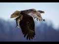 Photographing Bald Eagles at the Conowingo Dam and Other Raptors in Connecticut.