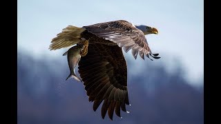 Photographing Bald Eagles at the Conowingo Dam and Other Raptors in Connecticut.