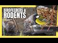 Is Your Bridfeeder Attracting Rodents? Tips to Manage These Pests | #birdfeeder