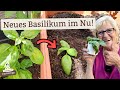 Wie du Basilikum schnell und einfach vermehren kannst - Für eine durchgehende Ernte