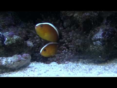 Entacmaea quadricolor and