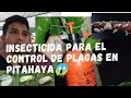 INSECTICIDA CASERO para el control de plagas en el cultivo de PITAHAYA, 💚PITAYA O FRUTA DEL DRAGÓN 😱