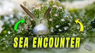 Green Sea Nudibranch Encounter by ViralSnare Rights Management 1,935 views 3 days ago 15 seconds