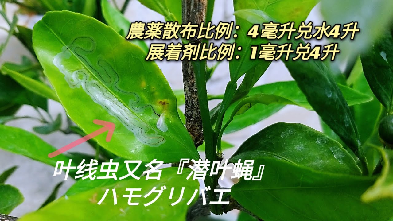4月中旬叶片虫害线叶虫又称 潜叶蝇 提前农药散布 ハモグリバエの農薬対策 Youtube