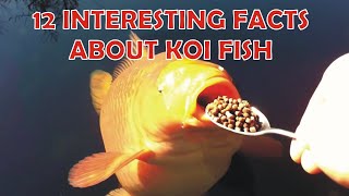 12 INTERESTING FACTS ABOUT KOI FISH 12 Interesting Facts About Koi Fish