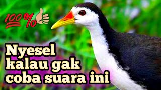 Bikin klepek Klepek ‼️ Suara ruak ruak jernih dijamin mantap #suaraburungruakruak #birdtrap #bird