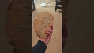 Seta de cardo gigante! (es Pleurotus eryngii variedad ferulae, de primavera).