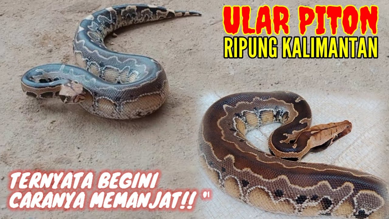 Ular Python Ular Python / Sanca Kalimantan Masuk Rumah Warga Berhasil Diamankan ...