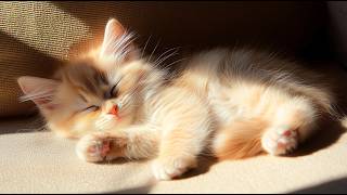 Piano Hugs for Cats 🐱🎹 Healing Melodies to Ease Stress & Anxiety screenshot 4