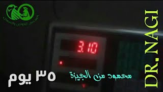 فرخة زى الجرار وشاهد بنفسك ختام الدورة️ 3100 جرام 35 يوم مع المربي الخبير محمود من الجيزة