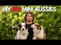 The Different Sizes Of A Mini Aussie