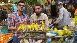 Sunday Lalukhet Birds Market | January 28, 2024 | PBI Official