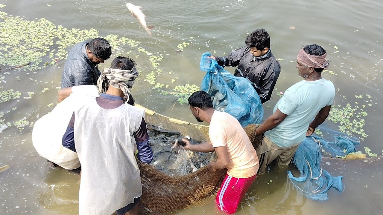 Fishing village, big fish catch by net🤗 