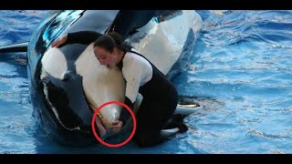 انظر ماذا فعل الحوت القاتل مع مدربته 😨| See what the Orca did with his trainer