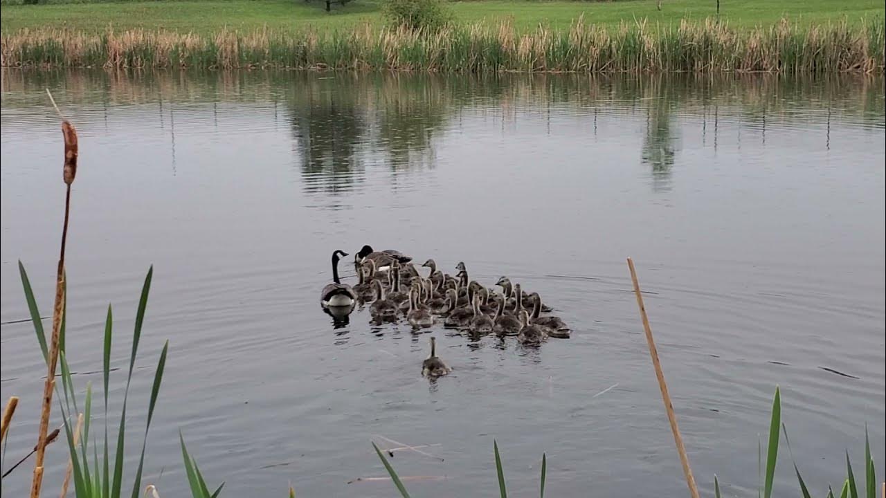 Goose with babies || Canada || Cute birds || Beauty of Canada || Nature