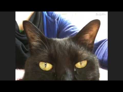 おれ、ねこ0655(すけさぶろうver.)