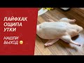 Как сделать товарный вид тушки утки ?