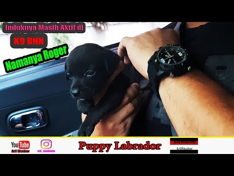 Video: Cara Mendapatkan Anak Anjing Labrador