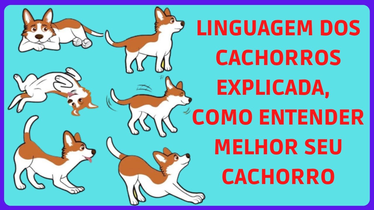 Linguagem Dos Cachorros Explicada, Como Entender Melhor o Seu Cachorro ...