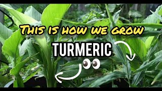 Growing lots of Turmeric from napkin to pot or ground | Time-lapse plus planting guide | Ep. 1🌱