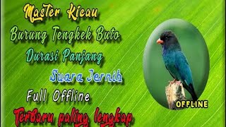 10 jam Nonstop | Masteran Suara Burung Tengkek Buto | Audio Jernih + Jeda