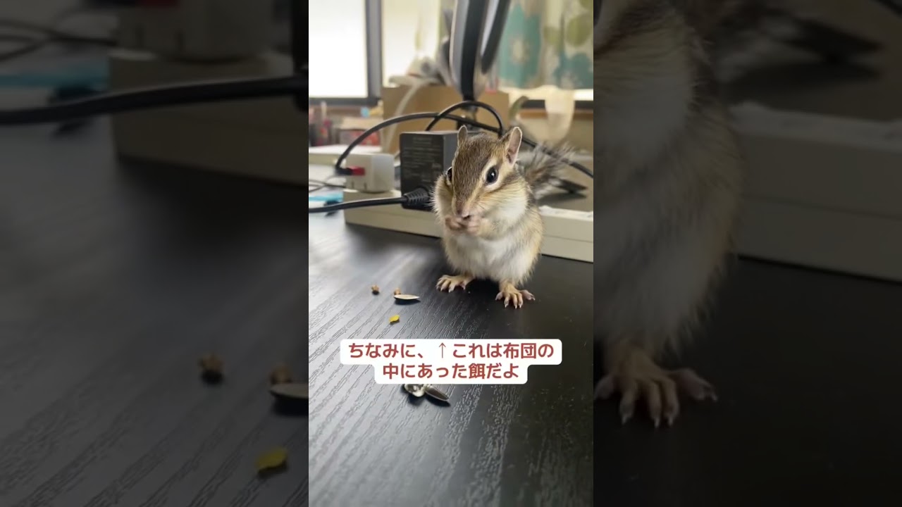 シマリスをお迎えして諦めた事3選！ #シマリス #リス #動物 #ペット #ペットの暮らし #シマリスのいる生活 #ペットのいる暮らし #小動物 #リスのある暮らし #リスのいる生活