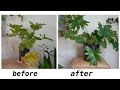Uncared For Houseplant | Philodendron Selloum