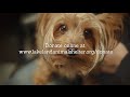 Lakeland Animal Shelter - Capital Campaign - Extreme Shelter Makeover