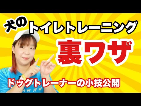 犬のトイレトレーニングの【裏技】なかなかうまく行かない時の参考に！