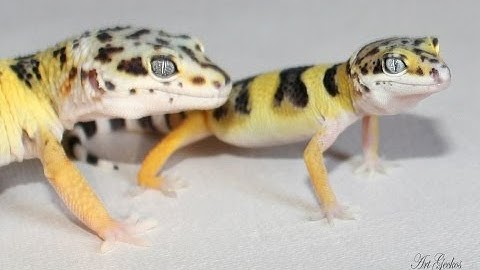 Baby Lemon Frost: One Minute Hatch