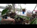 ПОСАДКА КЛЕМАТИСА СЕМЕНАМИ –  выращивание клематиса из семян - первые результаты  от Нины Петруши